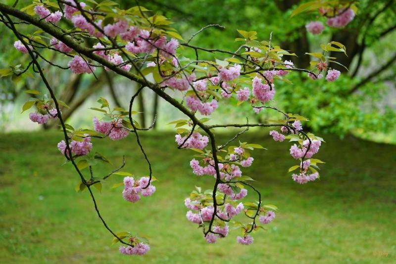 bdFoto 5.JPG - Japanse tuinen